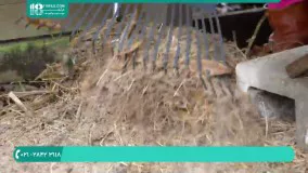 پرورش مرغ | چگونگی پاکسازی محل نگهداری مرغ و خروس ها