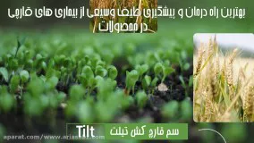 مقابله با آفات غلات از طریق سم قارچ کش تیلت | tilt