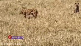 حیات وحش ؛ وقتی چند یوزپلنگ حریف یک کفتار نمیشوند
