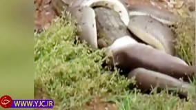 حیات وحش ، انتقام مار از تمساح پس از ۵ ساعت مبارزه جانانه