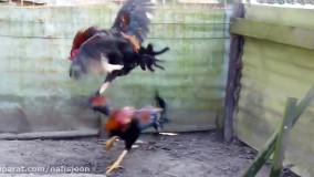 جنگ خروس های جنگی