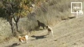 نجات پلنگ گرفتار شده در محاصره سگ های گله