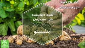اینفینیتو | infinito دفع صد در صد آفات سیب زمینی