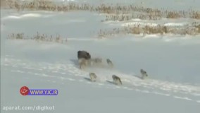 خیانت یک بوفالو به همنوع خود برای فرار از دست گرگ‌ها