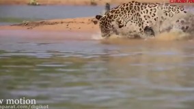 برترین شکارچی ها در حیات وحش