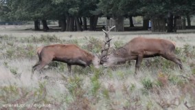 حیات وحش ، نبرد سهمگین گوزن های نر در فصل جفت گیری