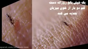 شپش ها چه زمانی شایع می شوند| شامپو شپش دیفنوترین D-phenotrine