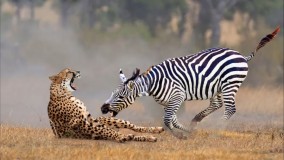 حمله شیر و یوزپلنگ به گورخر