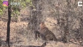 حیات وحش ، نبرد نفس گیر پلنگ و خرس