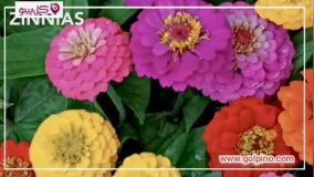 10 گل فوق العاده ای که نگهداری آسانی دارند.