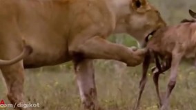 حیات وحش ، حمله شیر به گوزن یالدار تازه به دنیا آمده