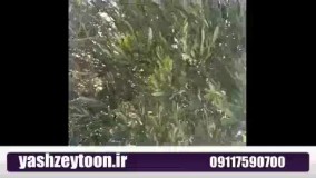 عرضه بهترین زیتون طارم