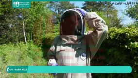 زنبورداری | پرورش زنبور | تولید عسل طبیعی