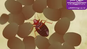 بهترین روش دفع ساس و تخم ساس | Bedbug out