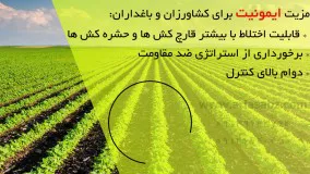 ایمونیت، حشره کش قوی برای مزارع گوجه فرنگی و برنج | Imunit