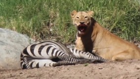 حیات وحش ، حمله شیرها برای شکار گورخر