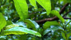 بهترین حشره کش برای انواع گونه های گیاهی دیازینون | diazinon