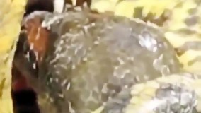 مار خواسته تمساح رو شکار کنه خودش گیرافتاده