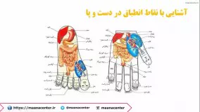 آموزش سوجوک تراپی - sujok therapy