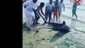 فاجعه در جنوب ایران ؛  مردم بی رحمانه کوسه را از آب بیرون کشیدند