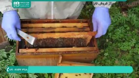 آموزش پرورش زنبور عسل جهت تولید ژل رویال