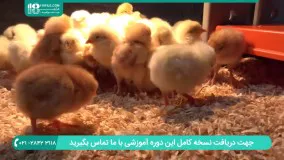 بیان نکات طلایی درباره نحوه پرورش جوجه