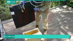 پیشگیری از ابتلای لاروهای زنبور عسل به بیماری لوک اروپایی