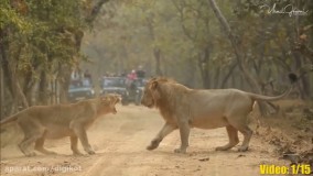 نبرد سهمگین حیوانات نر در فصل جفت گیری