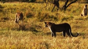 رویارویی دیدنی پلنگ با یوزپلنگ‌ها