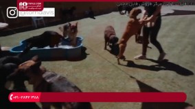 آشنایی با نحوه تربیت سگ دالماسین (Dalmatian)