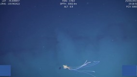 انتشار ویدئوی یکی از مرموزترین موجودات در جهان