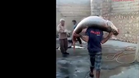 صید بزرگترین ماهی در ایران در سیمره