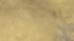 نحوه شکار کردن عنکبوت شنی شش چشم