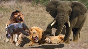 حیات وحش ، حمله شیرها برای شکار ؛
 جنگ فیل مادر با گله شیرها