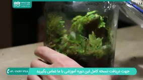 آموزش نحوه نگهداری از گیاهان آکواریومی در داخل تراریوم