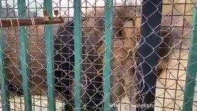 نوای محزون سه‌ تار مقابل قفس شیر‌ها