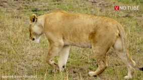 حیات وحش ، فرار بوفالوها از میان دندان های شیر