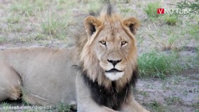 حیات وحش ، روش عجیب شیر نر برای حفظ لاشه