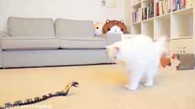 کلیپ گربه های کیوت ؛
 واکنش گربه ها به مار عروسکی