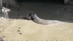 شکار گربه توسط اژدهای کومودو