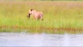 انتقال توله شیر از رودخانه توسط شیر مادر