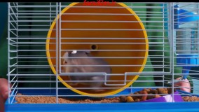 دانلود انیمیشن دو سگ و یک روز The Secret Life of Pets 2016