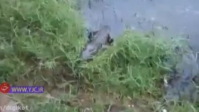 شکار پر دردسر مرغ توسط کروکودیل در برابر گریه بازدیدکنندگان باغ وحش