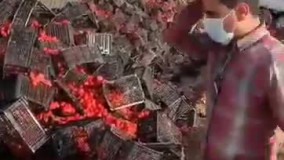 معدوم سازی گوجه فرنگی