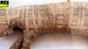 حیواناتی می توانند اجنه را ببینند؟