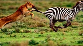 کمین ناکام شیر برای حمله به گورخر