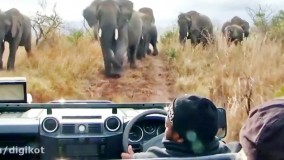 حمله فیل های خشمگین به خودروی توریست ها