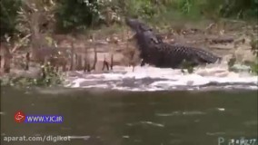 حمله کروکودیل غول پیکر به رقیبش در فصل جفت گیری