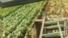 نابودی محصول کاهو‌ توسط کشاورز دزفولی‌