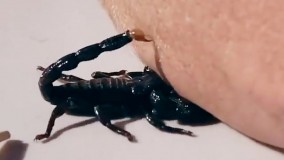 لحظه نیش زدن انسان توسط عقرب امپراطور